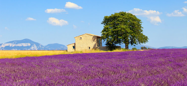 provence-1